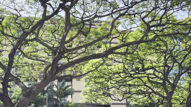 Samanea saman is a semi-deciduous species of flowering tree in the pea family, Fabaceae. Honolulu Oahu Hawaii. saman, rain tree and monkeypod