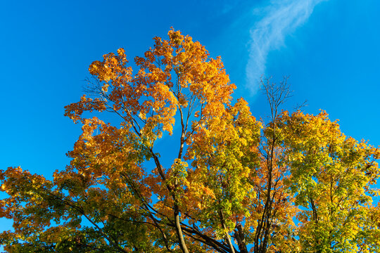 Autumnal season in park. Seasonal leaves and tree. Natural autumn. Autumn beauty of nature. Fall season. Nature in forest. Fall leaves in park. Autumn forest. Nature in fall season. Falling leaves