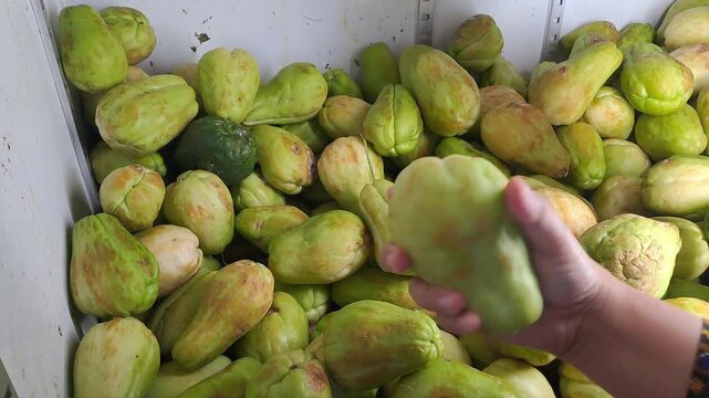 Asian woman hand picking and choosing fresh chayote in market crate. Healthy organic chayote, traditional vegetables, grocery shopping. 4K video for chayote, manisa, vegetables, healthy, organic farm.