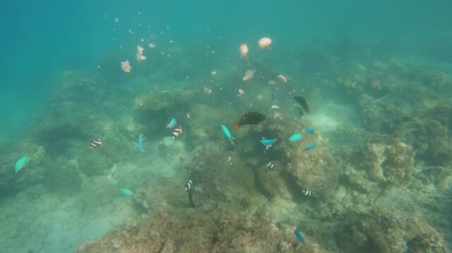 Colorful tropical fish swarm and feed on pieces of bread over a coral reef