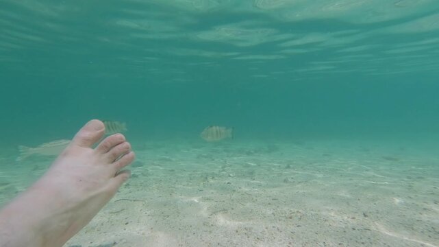 Underwater shot of small fish swimming past a person's foot
