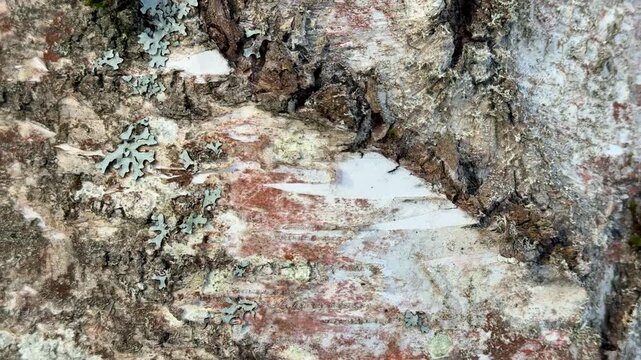 Macro birch bark texture slow motion, weathered brown and white surface with lichen and peeling layers, subtle drifting movement