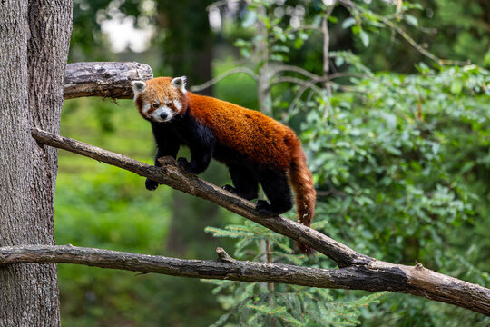 Red panda standing on a tree branch in zoo enclosure with forest vegetation and visible fur pattern
