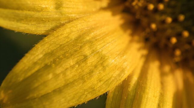 Extreme Macro Texture of Yellow Sunflower Petals.