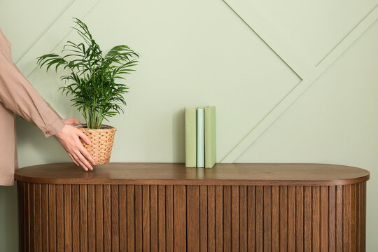 Womans hands placing a potted parlor palm plant on a wooden cabinet with books against a light green wall, Three light green books are neatly arranged next to the plant