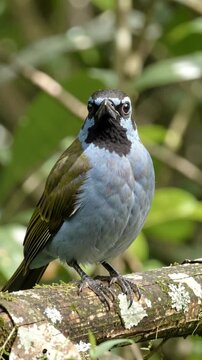 Small songbird perched on tree branch