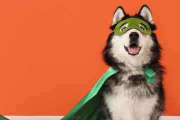 Cute husky dog in superhero costume on orange background © Pixel-Shot