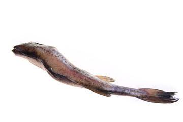 Obraz premium Cod isolated on a white background