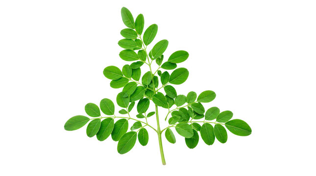 Moringa Oleifera Leaves on Branch Isolated on Transparent Background