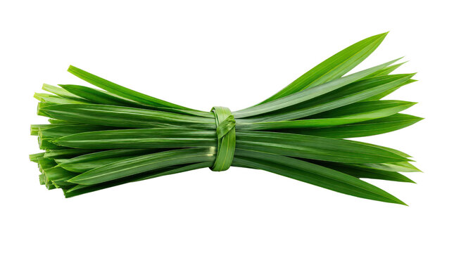 Pandan Leaves Bunch Isolated on Transparent Background
