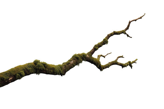 Gnarly mossy tree branch creating a natural forest element, a rustic organic wood texture on transparent background