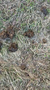 Close-up horse manure on dry grass, scattered dark pellets across withered park turf, gritty earthy texture, signs of drought