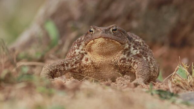 Common toad (Bufo bufo) close up with breathing and defensive body inflation
