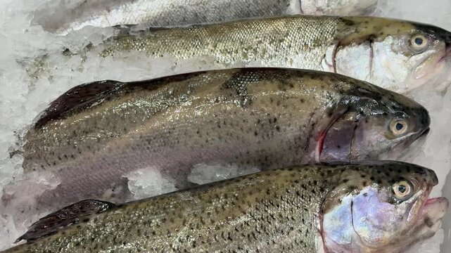 Fresh frozen sea trout on ice, rows of whole trout on shallow crushed ice at seafood counter, silvery scales glistening under shop