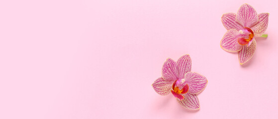 Two pink striped orchid flowers with yellow and red centers on a light pink background, top view with copy space, the composition features a top view perspective with ample copy space © Pixel-Shot