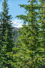 Fototapeta premium Forest in Rocky Mountain National Park