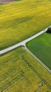 High-angle perspective of a driving road in the Swedish countryside. Professional drone showcasing colorful fields, evergreen pine trees, and a soft blue horizon at daylight.