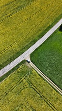 High-angle perspective of a driving road in the Swedish countryside. Professional drone showcasing colorful fields, evergreen pine trees, and a soft blue horizon at daylight.