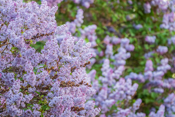 Obraz premium Pink Blooming Lilac Flowers in spring with blured background