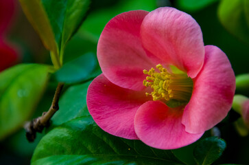 *Chaenomeles japonica*, comúnmente llamada membrillero del Japón, es un arbusto caducifolio de porte bajo y ramificación densa, con ramas espinosas, de color marrón grisáceo y a menudo entrecruzadas © Primi