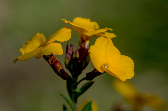 *Erysimum cheiri* (sin. *Cheiranthus cheiri*), conocido como alhel&iacute;, es una especie de planta con flores de la familia Brassicaceae (Cruciferae), nativa de Grecia
