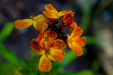 *Erysimum cheiri* (sin. *Cheiranthus cheiri*), conocido como alhelí, es una especie de planta con flores de la familia Brassicaceae (Cruciferae), nativa de Grecia © Primi