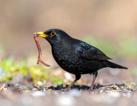 Black Bird Holding a Worm in Its Beak on the Ground