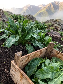 Fresh wild Aveluk growing in soil during morning harvest in Armenia