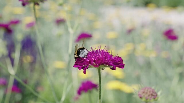 Ecosystem and wildlife at springtime. Bumblebee with pollen. Pollination plant flowers. Flora and fauna. Pollen basket. Bumblebee pollinating peony. Blooming flower pollination. Blossom spring season