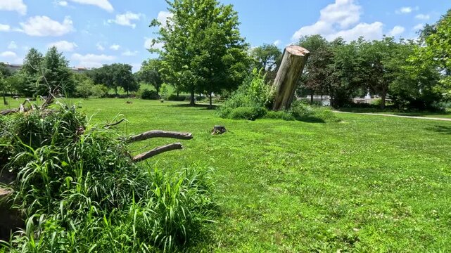 Approaching a massive uprooted tree trunk and its large dirt-covered root stump following storm damage at Forest Park in St. Louis, Missouri, USA. 