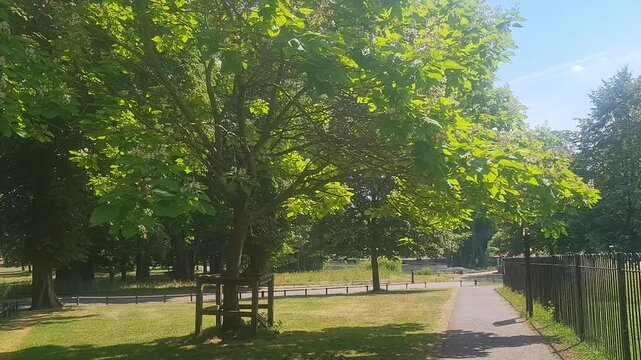 Trees at Local Public Park of Luton City England UK, Footage Was Captured During Walk on July 9th, 2026