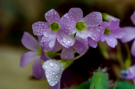 *Oxalis triangularis*, com&uacute;nmente llamada falso tr&eacute;bol, es una especie de planta perenne de la familia Oxalidaceae