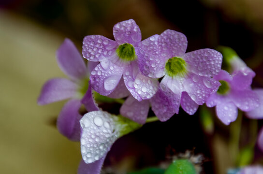 *Oxalis triangularis*, com&uacute;nmente llamada falso tr&eacute;bol, es una especie de planta perenne de la familia Oxalidaceae