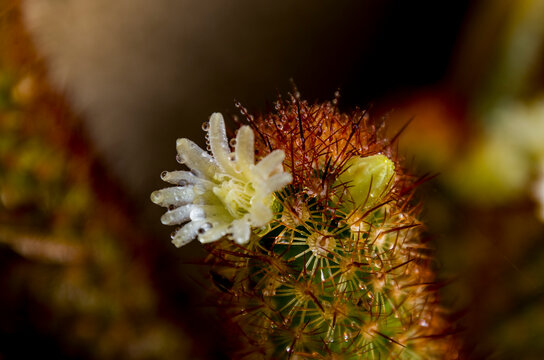Mammillaria elongata*, conocida como cactus encaje dorado o cactus dedo de dama, es una especie de planta con flores de la familia Cactaceae, nativa del centro de M&eacute;xico