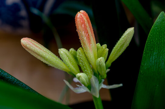 *Clivia miniata*, conocida como lirio de Natal o lirio de arbusto, es una especie de planta con flores del g&eacute;nero *Clivia*, perteneciente a la familia Amaryllidaceae, nativa de h&aacute;bitats boscosos