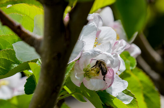 Abejas mel&iacute;feras polinizando flores manzano rojo