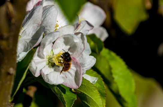 Abejas mel&iacute;feras polinizando flores manzano rojo