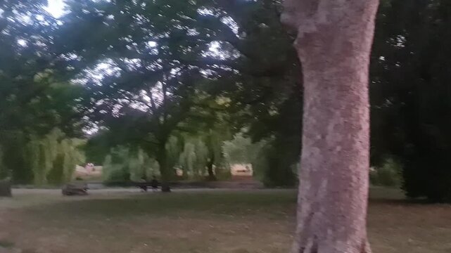Trees at Local Public Park of Luton City England UK, Footage Was Captured During Walk on July 9th, 2026