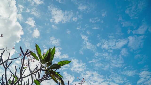 Beautiful motion of white clouds with blue sky in timelapse, isolated by plumeria trees as foreground. 4K horizontal time lapse footage. Landscape concept