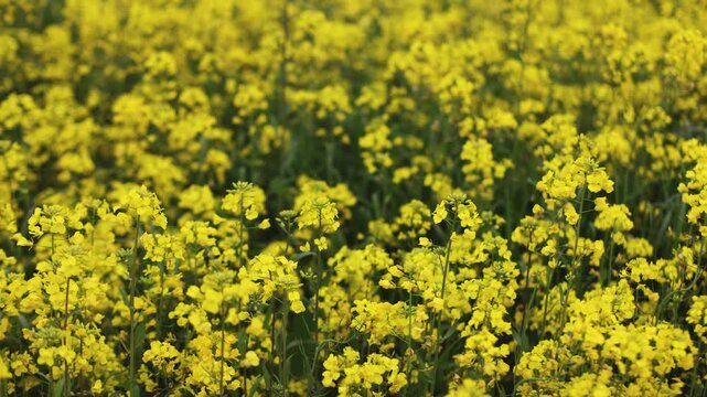 Jeju Island, South Korea, Blooming yellow Canola rapeseed flower field, Jeju-do island, vibrant spring blossom, traditional jeju landscape with bright yellow flowers meadow closeup, travel to Jeju