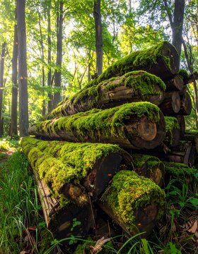 Moss Covered Logs in a Sunlit Forest