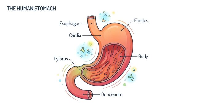 Illustration showing anatomy of human stomach with key labeled parts for medical education.