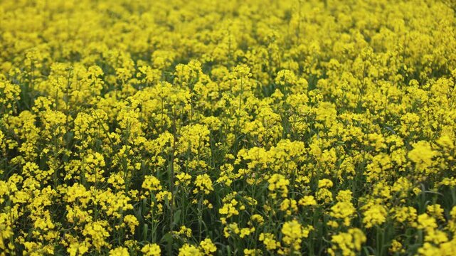Jeju Island, South Korea, Blooming yellow Canola rapeseed flower field, Jeju-do island, vibrant spring blossom, traditional jeju landscape with bright yellow flowers meadow closeup, travel to Jeju