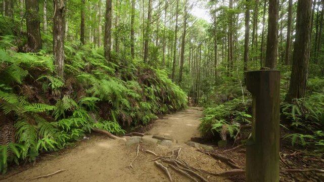 World Heritage Kumano Kodo Nakahechi Route: From Fushiogami-oji Shrine Site to Kumano Hongu Taisha, Tanabe, Wakayama, Japan　世界遺産・熊野古道中辺路「伏拝王子跡から熊野本宮大社へ」和歌山県田辺市