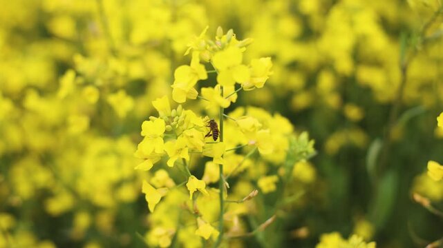 Jeju Island, South Korea, Blooming yellow Canola rapeseed flower field, Jeju-do island, vibrant spring blossom, traditional jeju landscape with bright yellow flowers meadow closeup, travel to Jeju