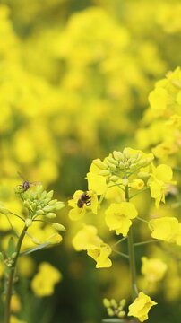 Jeju Island, South Korea, Blooming yellow Canola rapeseed flower field, Jeju-do island, vibrant spring blossom, traditional jeju landscape with bright yellow flowers meadow closeup, travel to Jeju