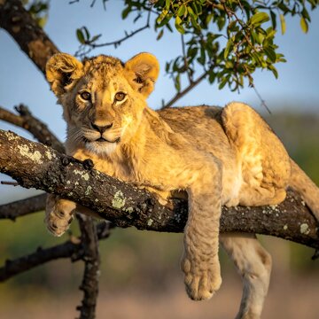 Lion Cub Lying on a Tree Branch