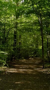 Vertical bicycle journey through Berlin&rsquo;s Pl&auml;nterwald urban forest, highlighting the importance of green spaces and biodiversity in cities. 