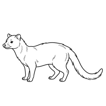 ferret mongoose line art vector illustration