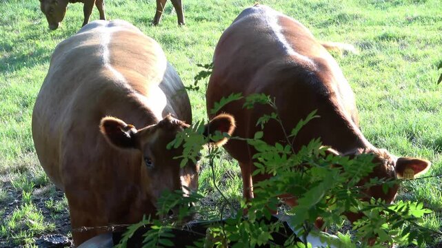Two brown cows eating leaves in a sunny pasture